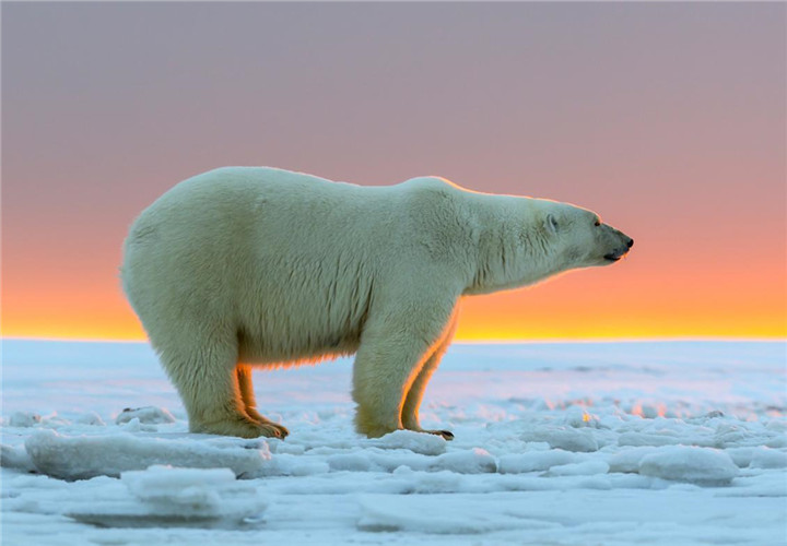 how-big-do-polar-bears-get_7b8990a2-05f5-4658-a663-264134df9eb1_副本