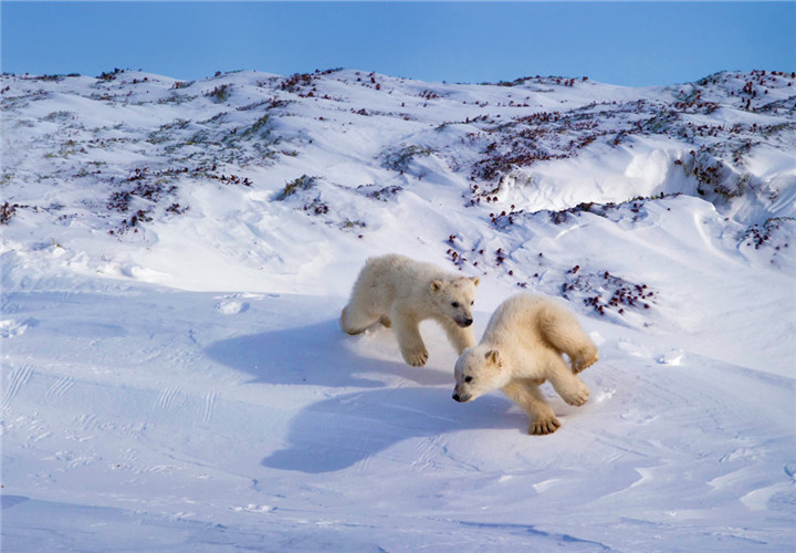 Polar-bear-cubs-playing-Hudson-Bay-Canada-20160227_副本