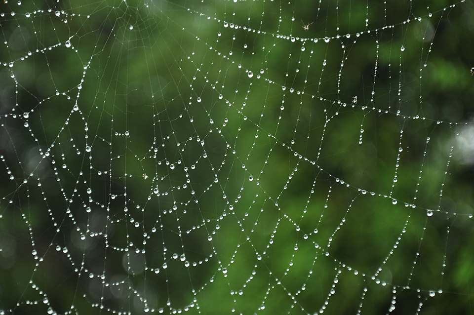 Nipic_6365636_20120802170442594184