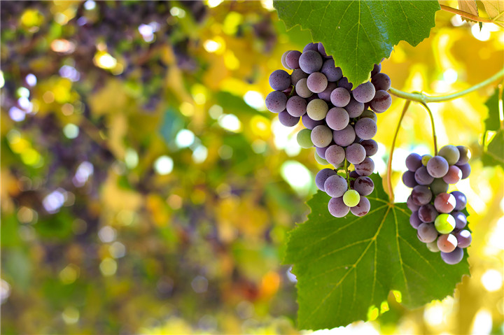 Stock-bordeaux-grape-wine-vineyard
