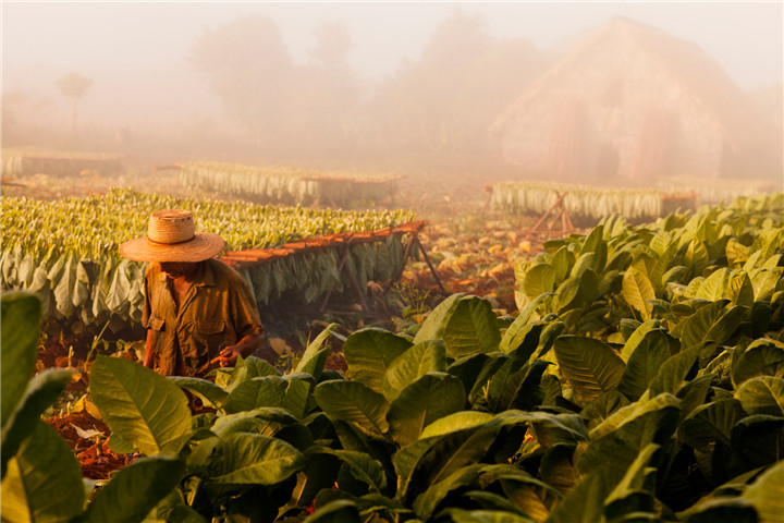 Tobacco-farming-Vinales