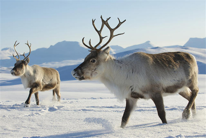 reindeer