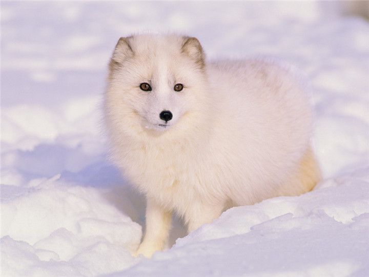 arctic-fox