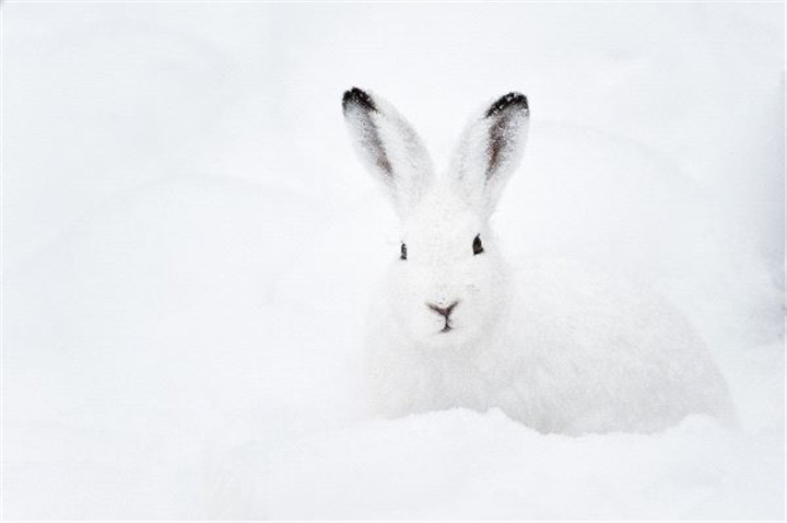 Arctic-Hare