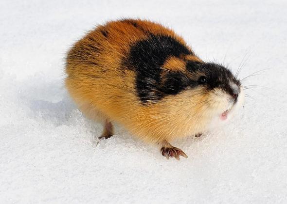 tnc150211_lemming_1280_1.jpg.CROP.promo-mediumlarge