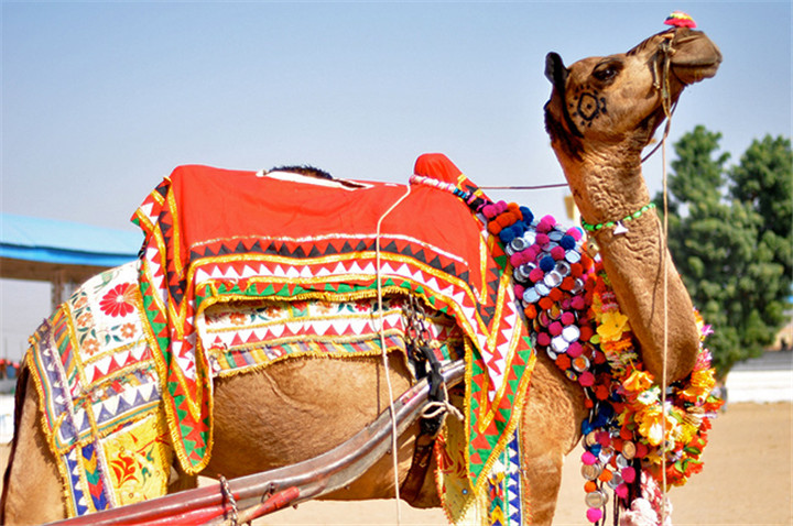 pushkar_mela_camel