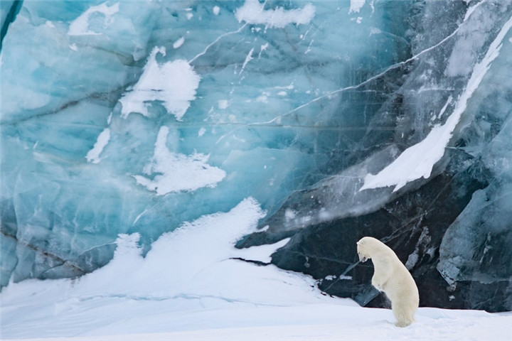 Polar bear and blue glacier