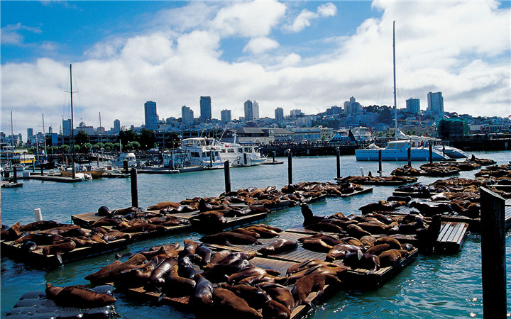 fishermans-wharf-san-francisco-top