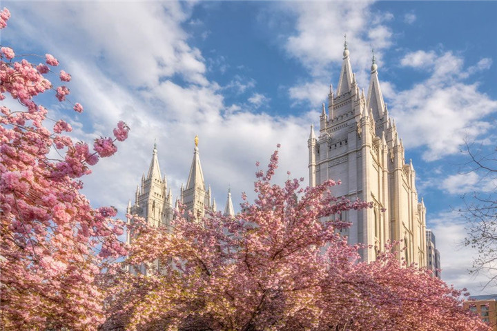 salt-lake-temple-spring-blossoms