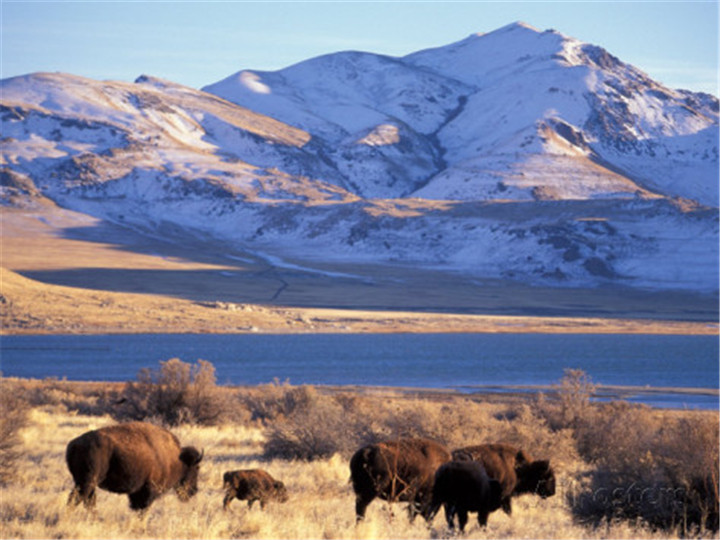 scott-t-smith-bison-above-great-salt-lake-antelope-island-state-park-utah-usa