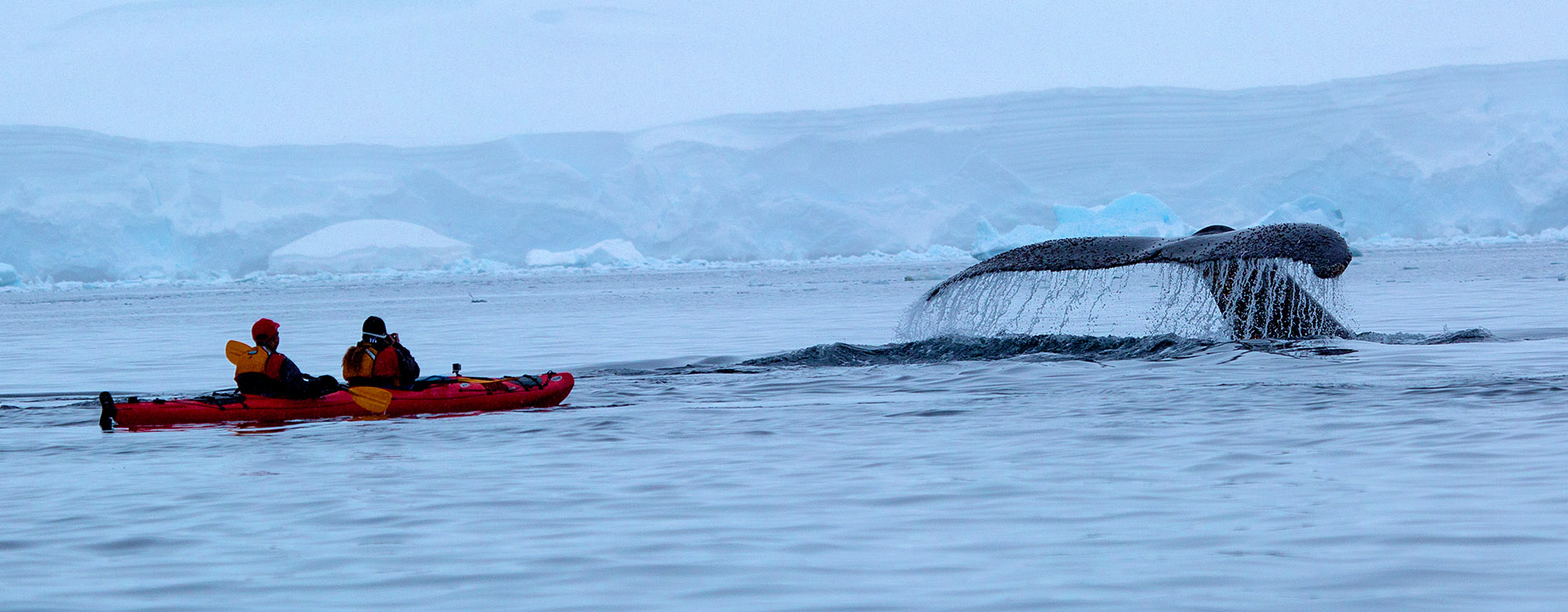 南极动物——鲸篇_旅行百科_行之悦旅行|旅行改变视野