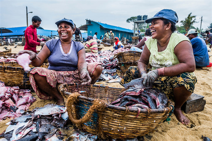 Negombo-fish-market-Lellama-fish-market-photo-of-women-gutting-fish-Negombo-West-Coast-of-Sri-Lanka-Asia