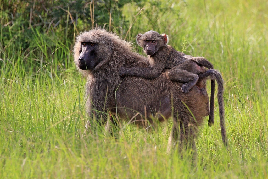Olive_baboon_(Papio_anubis)_with_juvenile