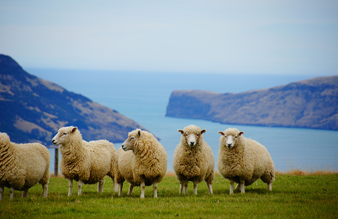 新西兰绵羊