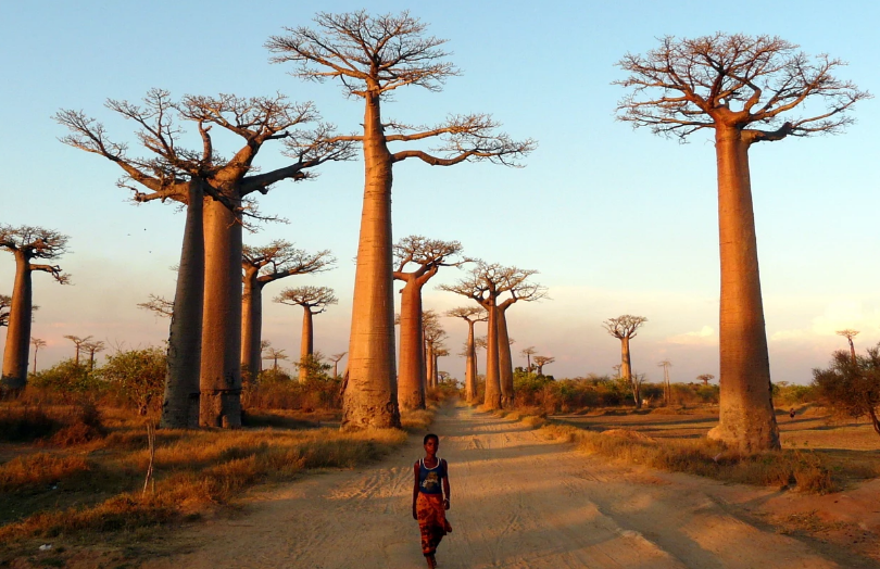 猴面包树大道 (2)