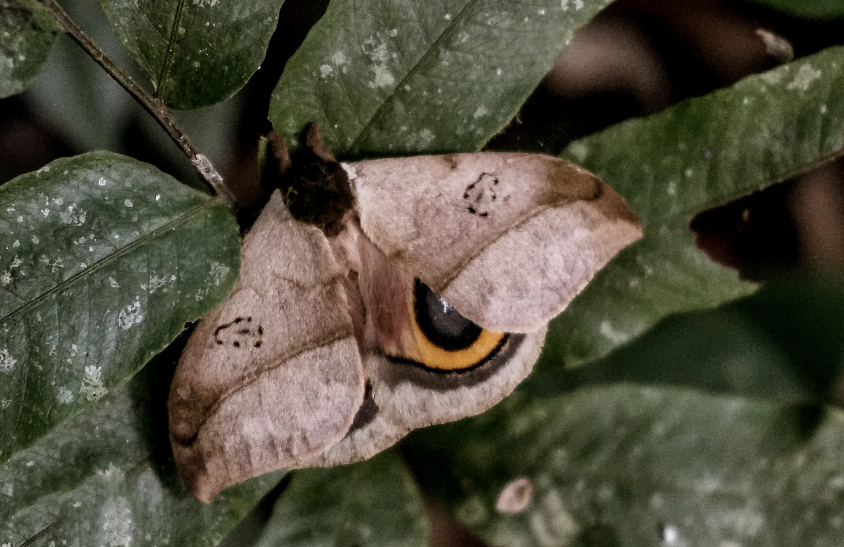 哈努玛法纳保护区