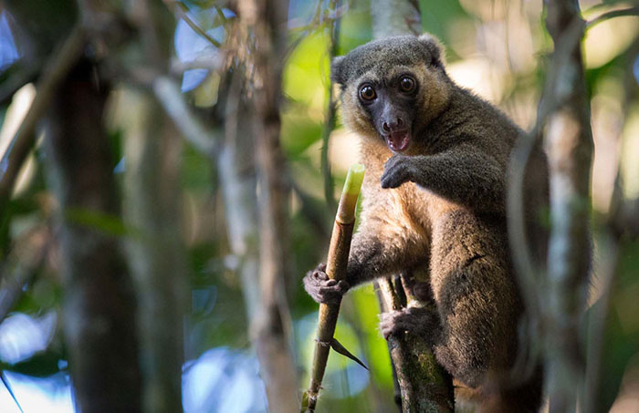 哈努玛法纳保护区 (2)