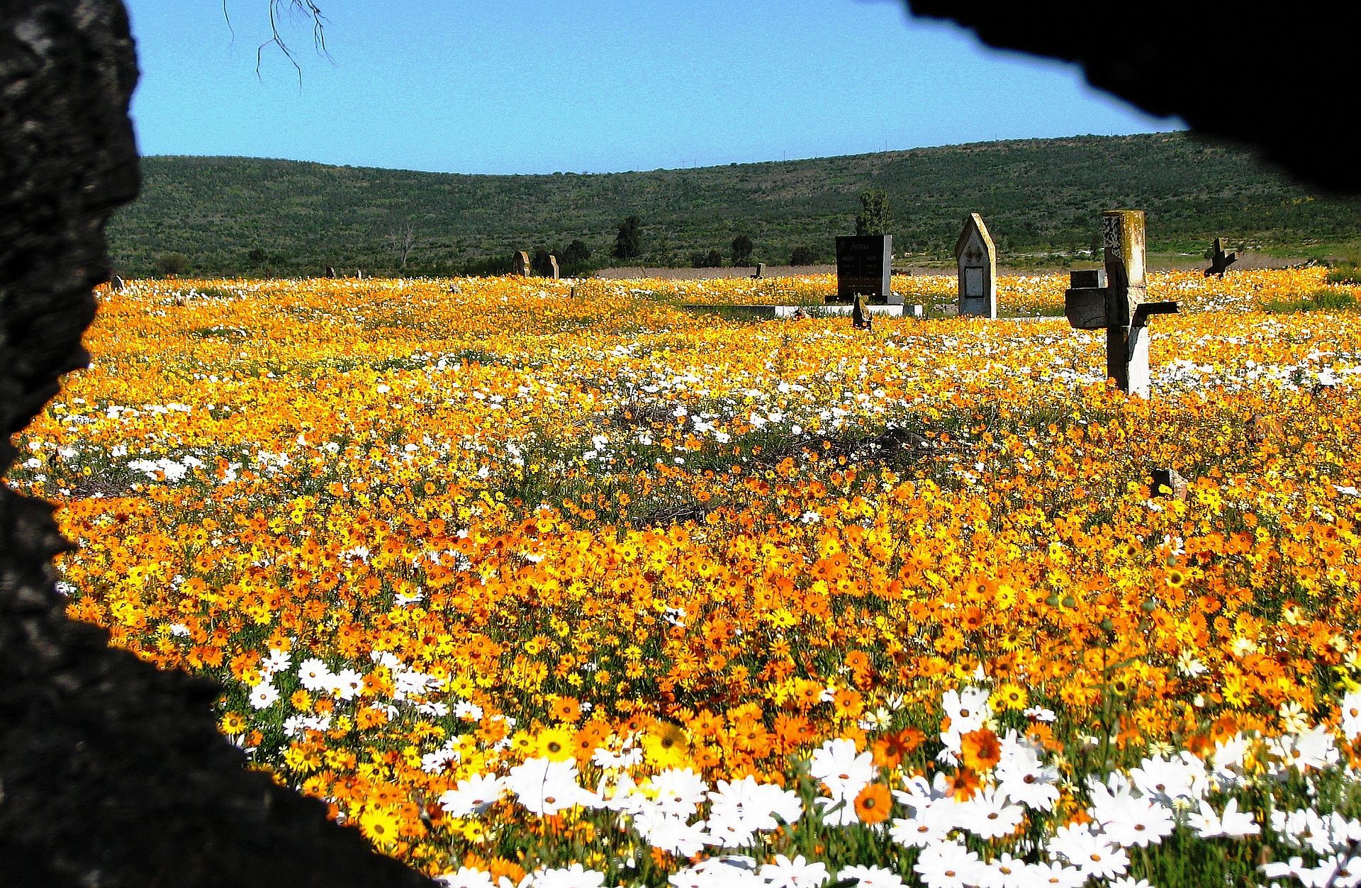 Namaqualand-flowers-graveyard
