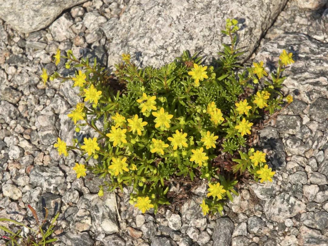 黄花山虎耳草