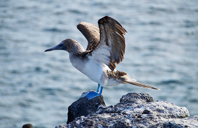 galapagos2