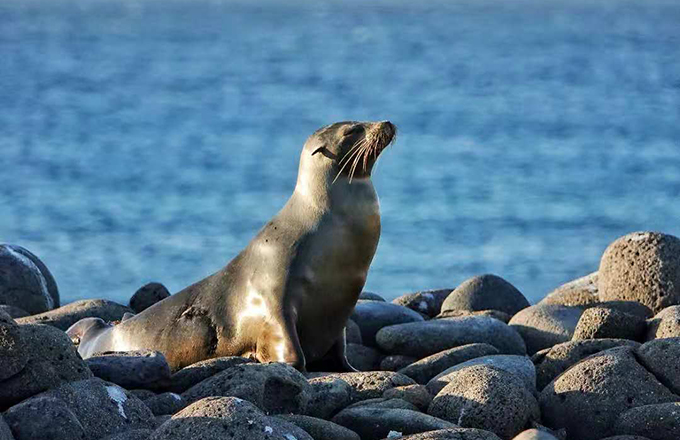 海狮