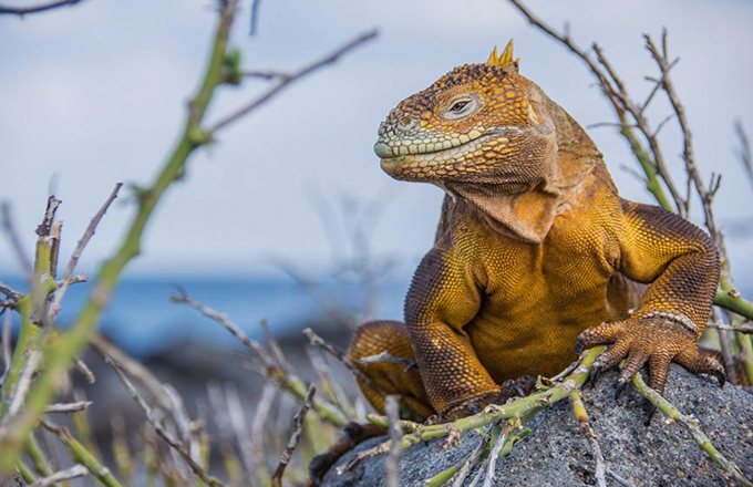 land-iguana