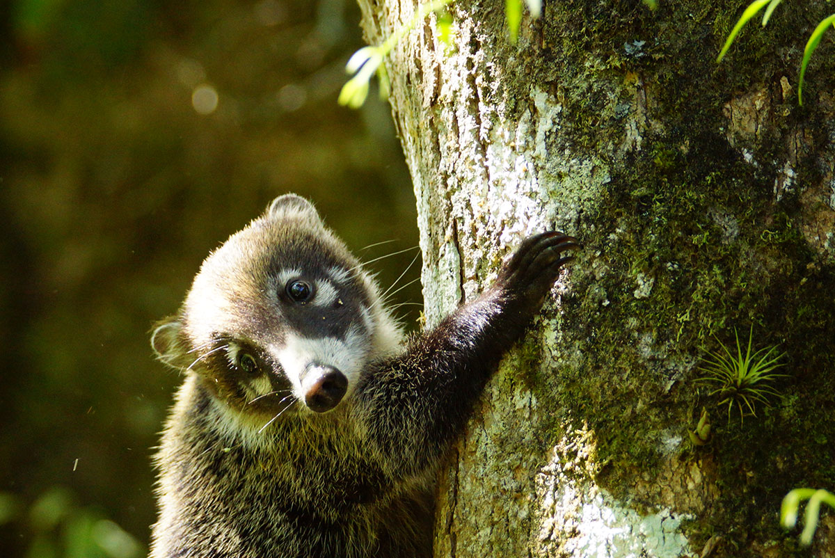 monteverde-to-do-coati_0