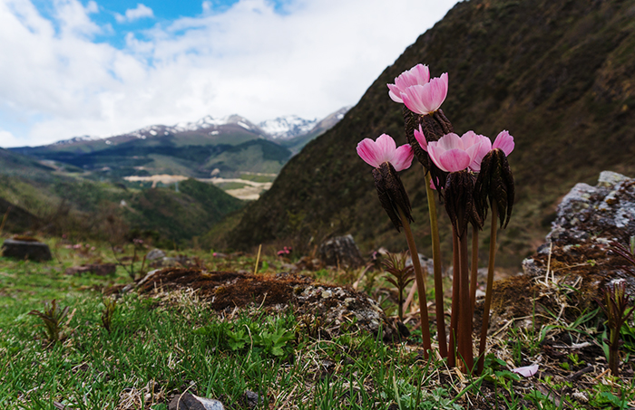 Alpine Pasture-高山牧场2