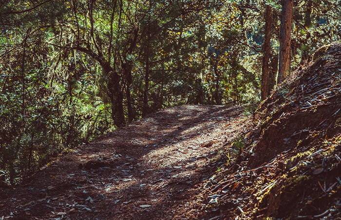 Niding Forest Hiking-尼丁徒步