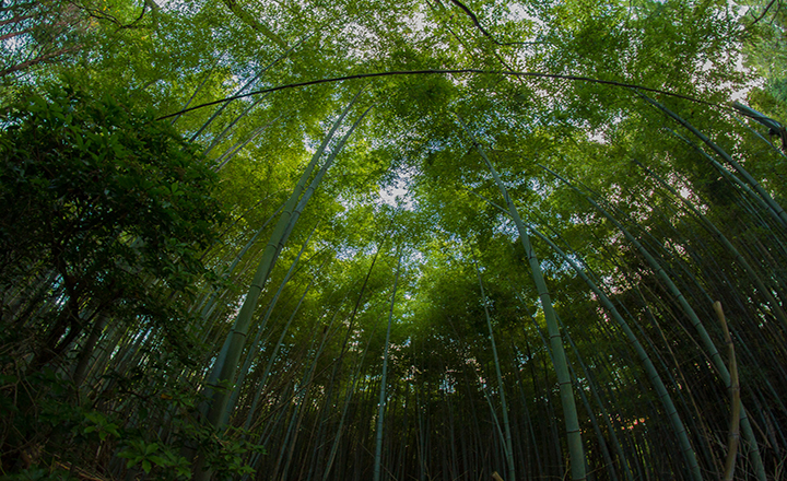 竹海