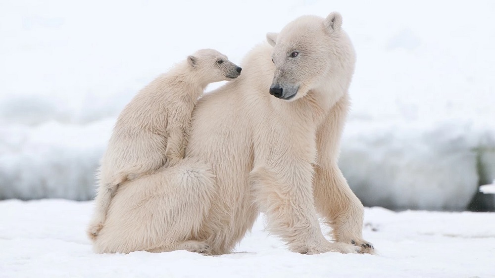 nws-st-arctic-canada-polar-bear-with-cub-on-back