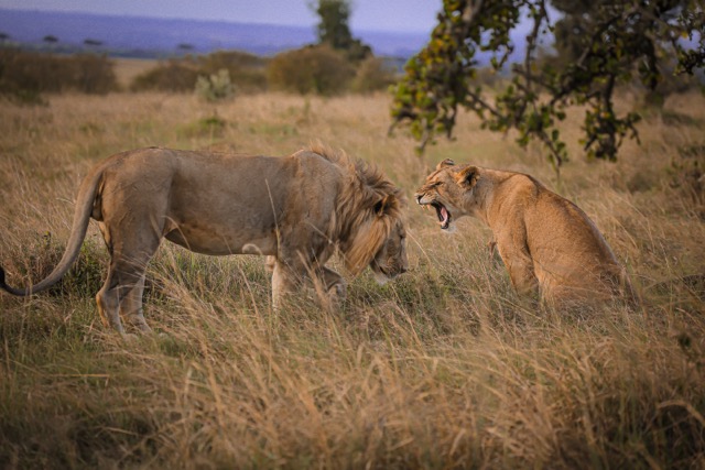 pexels-twilight-kenya-7280783 Medium