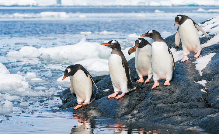 南设得兰群岛和南极半岛-企鹅-12月 (25)