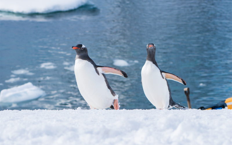 南设得兰群岛和南极半岛-企鹅-12月 (17) 南设得兰群岛和南极半岛-企鹅-12月 (17)