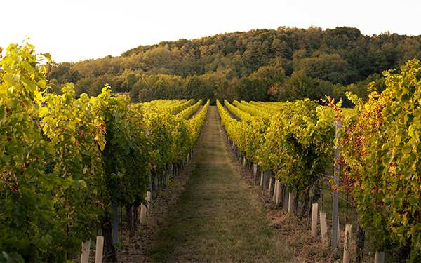 瓦尔帕莱索-葡萄酒庄 (2) 瓦尔帕莱索-葡萄酒庄 (2)