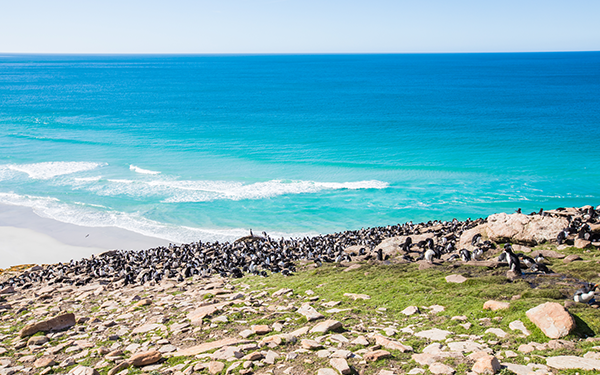 Saunders Island (1)