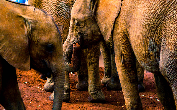 Sheldrick Elephant Orphanage, Nairobi, Kenya