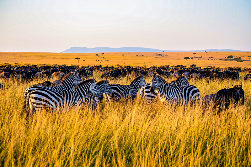 Maasai Mara (1)