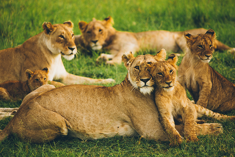 Maasai Mara (4)