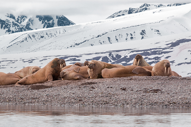 Iceland - Jan Mayen - Svalbard (17)