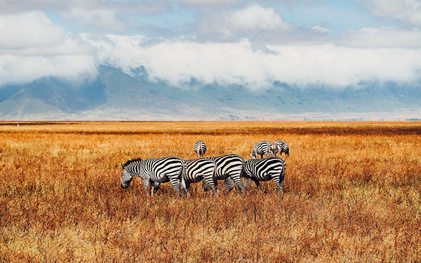 Ngorongoro Crater