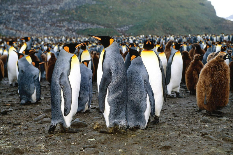 King Penguin Colony in South Georgia (1)