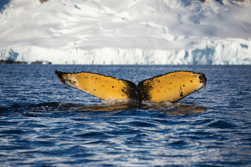 Silversea Luxury Cruises - Whale, Antarctica