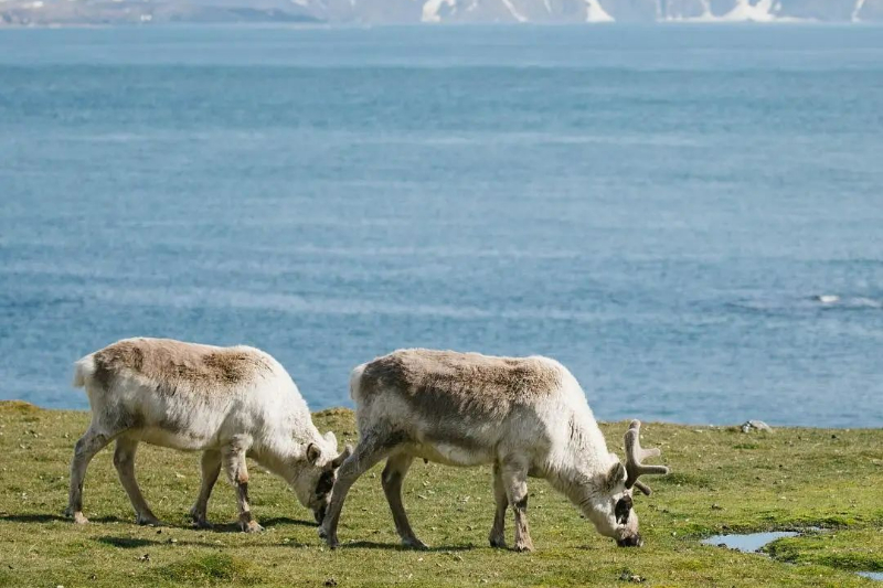 驯鹿,Svalbard(2)