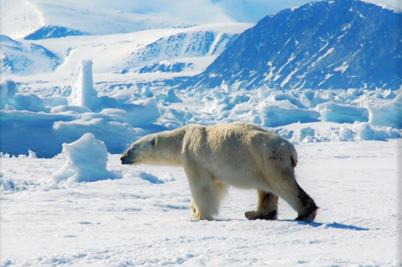 AK_Polar bear in ice 1