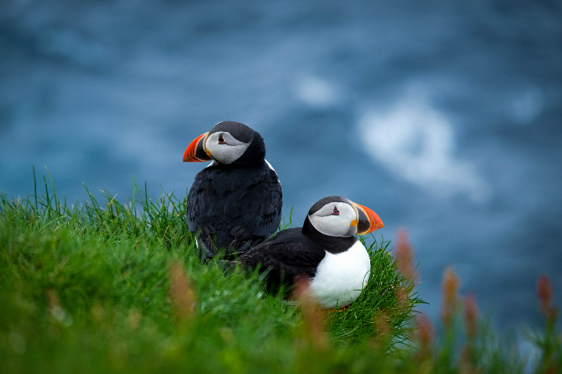 two birds sitting in grass