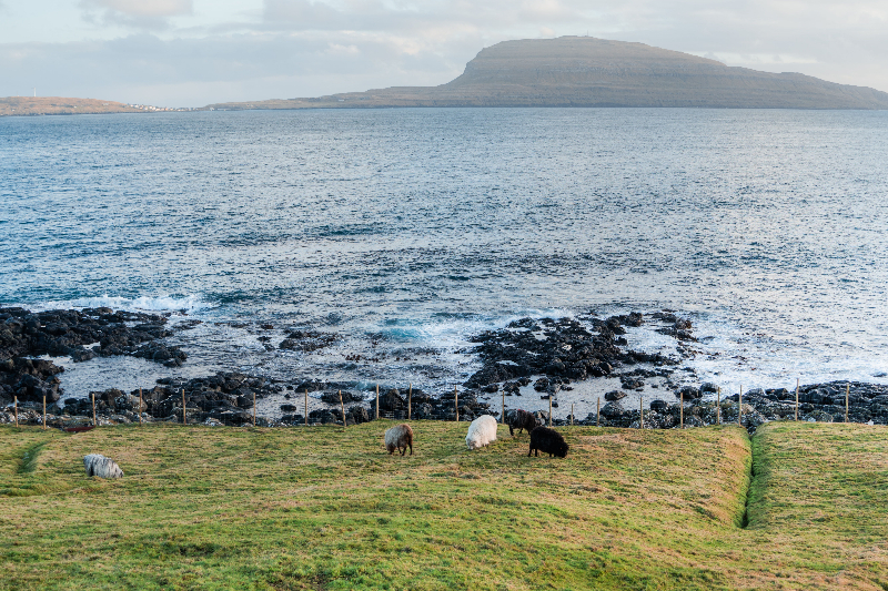 a herd of sheep grazing on a lush green hillside next to the ocea