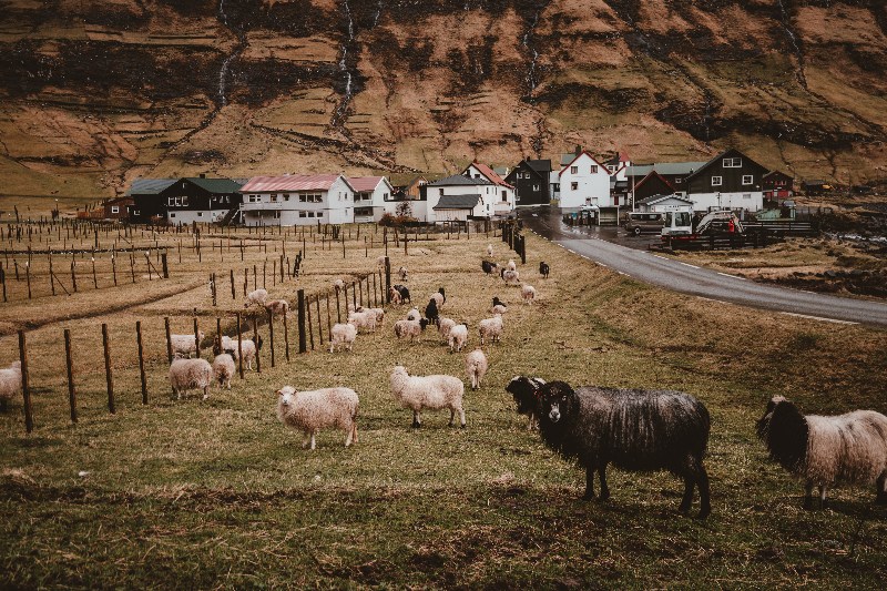herd of sheep