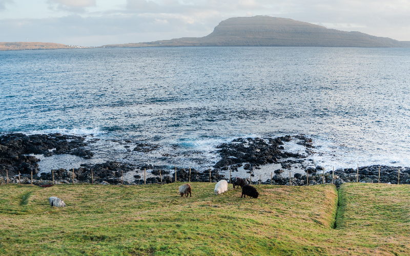 a herd of sheep grazing on a lush green hillside next to the ocea (2)