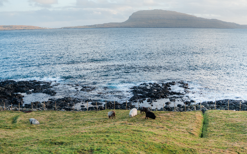 a herd of sheep grazing on a lush green hillside next to the ocea (2)